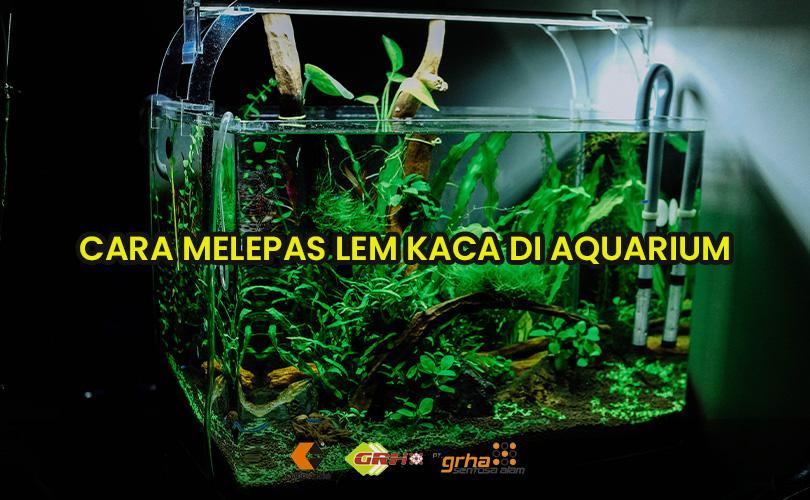Cara Melepas Lem Kaca Aquarium. Cara Melepas Lem Kaca Silikon Sealant Di Aquarium