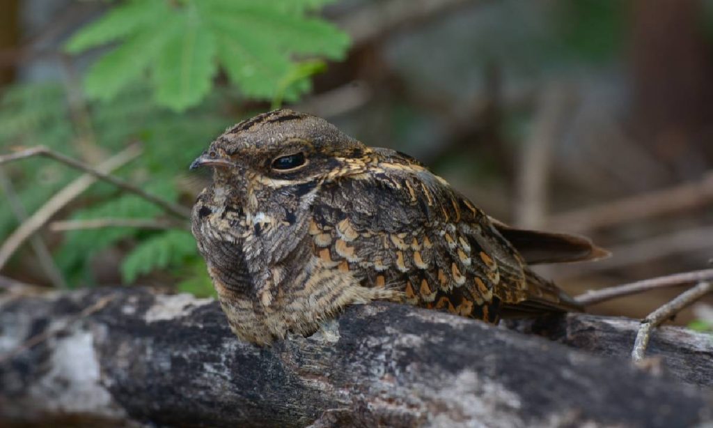 Suara Burung Di Malam Hari. Suara Burung Cuit Cuit Pertanda Apa? Bikin Merinding, Ini Artinya!