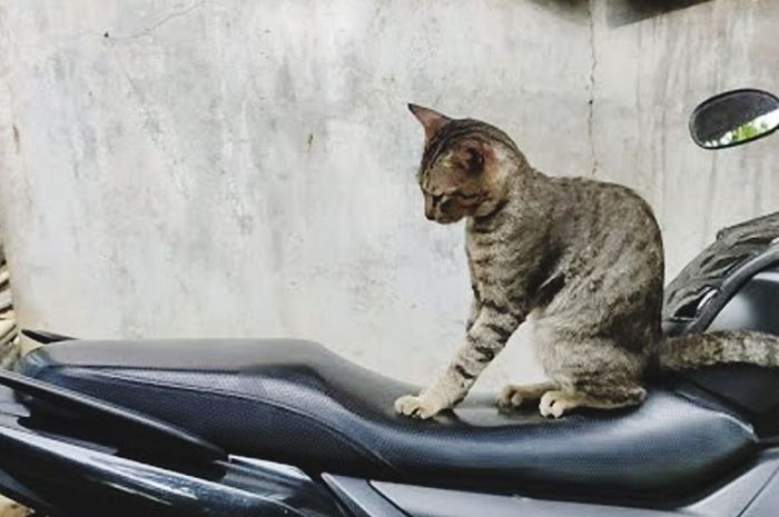 Cara Memperbaiki Jok Motor Yang Dicakar Kucing. Jok Motor Sobek Dicakar Kucing, Segini Biayanya Kalau Mau Ganti