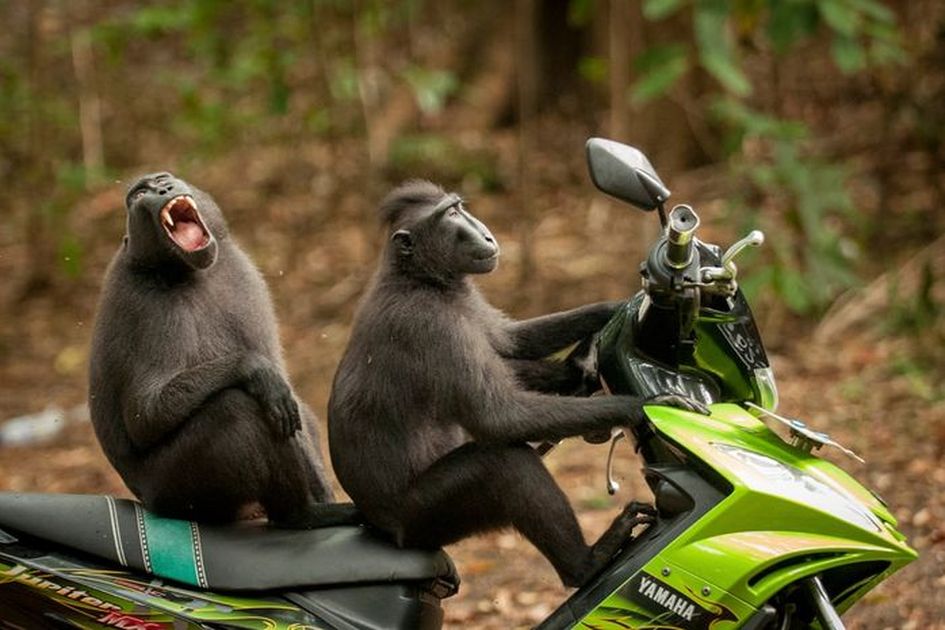Naik Motor Berdua. Berita Foto Monyet Berdua Naik Motor Terbaru Hari Ini