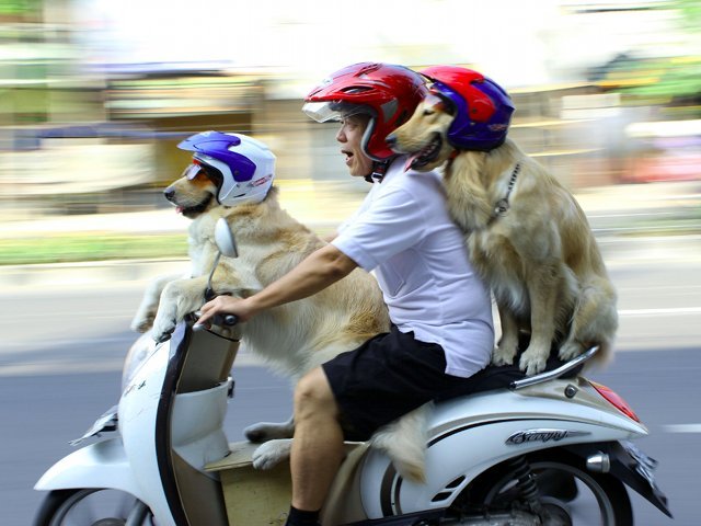 Anjing Naik Motor. Saat Naik Motor, 2 Anjing Ini Selalu Pakai Helm