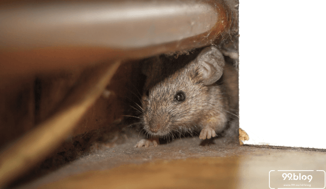 Cara Membasmi Tikus Dengan Bensin. 15 Cara Mengusir Tikus Pakai Bahan Alami, Dijamin 100% Ampuh!