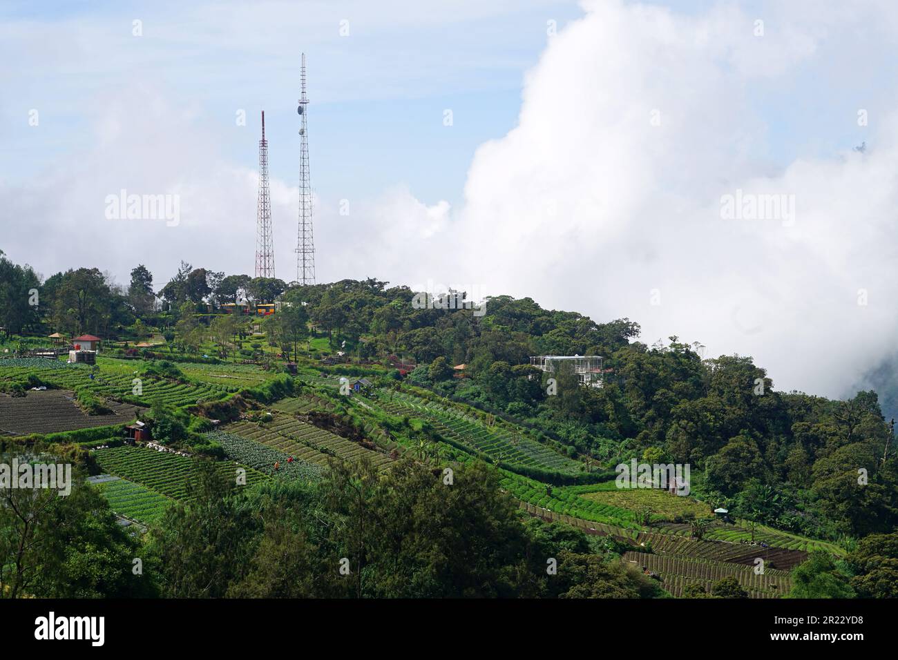 Cemoro Kandang Tawangmangu. Cemoro kandang hi-res stock photography and images