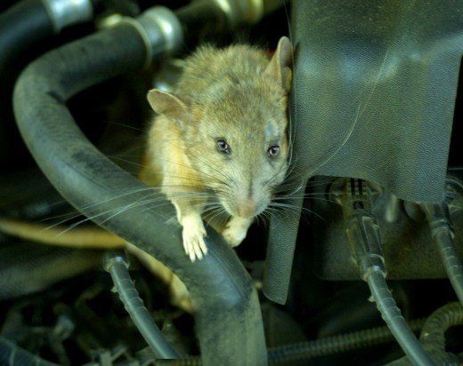 Cara Mengeluarkan Tikus Dari Motor. 8 Cara Mengusir Tikus di Mesin Mobil yang Ampuh dan Mudah