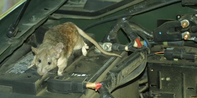 Cara Mengeluarkan Tikus Dari Motor. Kendaraan Kamu Jadi Sarang Tikus? Ini Cara Mengusirnya