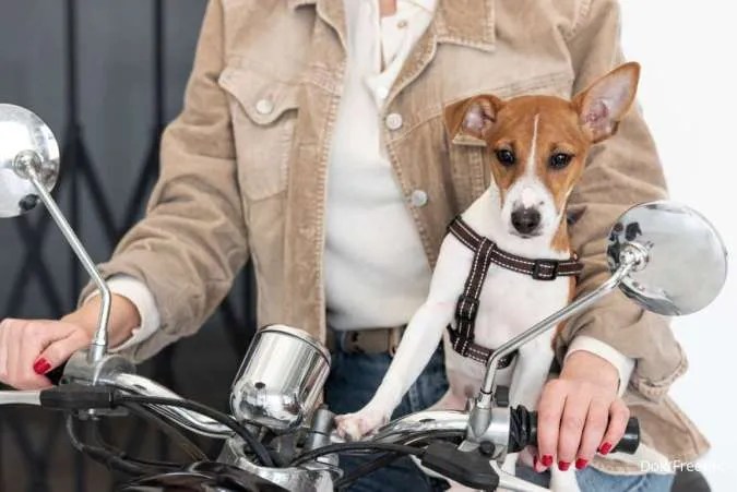 Anjing Naik Motor. Tips Mudik Aman Membawa Hewan Peliharaan Menggunakan Motor