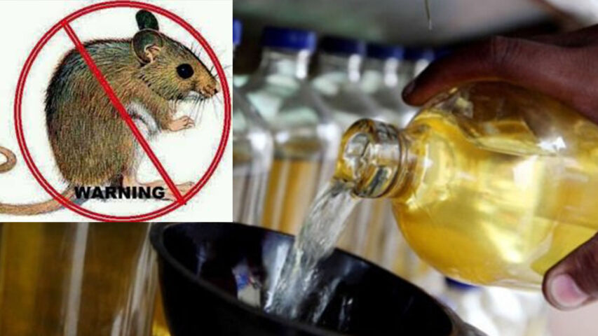 Cara Membasmi Tikus Dengan Bensin. Dengan Bensin dan Burung Hantu, Cara Efektif untuk
