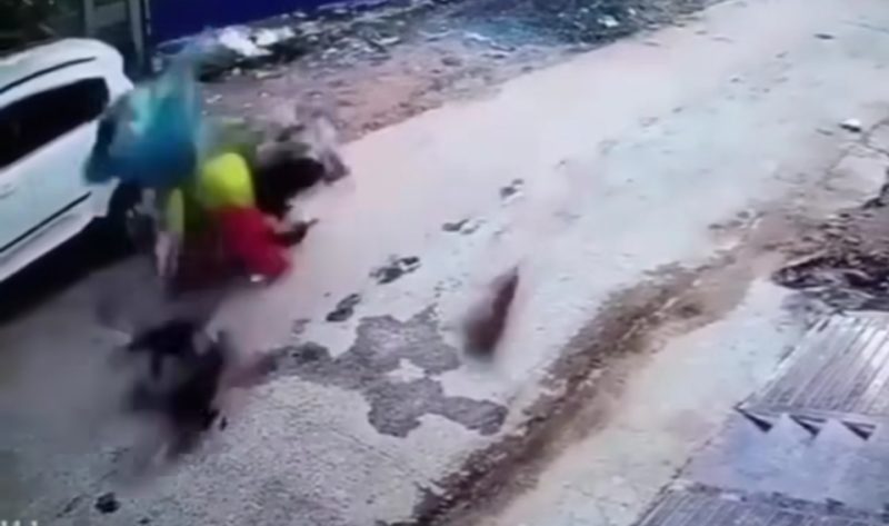 Anjing Naik Motor. CCTV : Emak-Emak Naik Motor Dikejar Anjing, Ujungnya Bikin