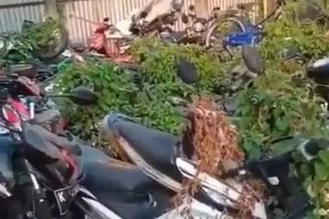 R15 Warna Kuning. Puluhan Motor Ketutup Tanaman Liar, Eh Ada Yamaha R15 Warna