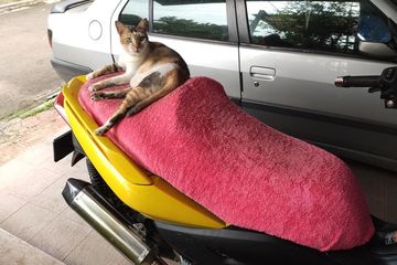 Cara Memperbaiki Jok Motor Yang Dicakar Kucing. Dua Cara Ampuh yang Bikin Kucing Ogah Cakar Jok Motor, Boleh