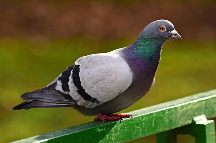 Kena Tai Burung. Jangan Jijik, Kejatuhan Kotoran Burung Bisa Jadi Pertanda Akan