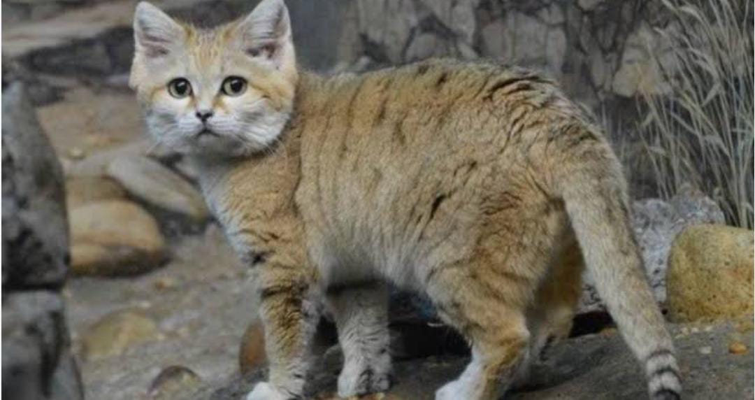 Menabrak Kucing Tidak Sengaja Sampai Mati. Menabrak Kucing Tidak Sengaja Sampai Mati, Bisa Kena Sial