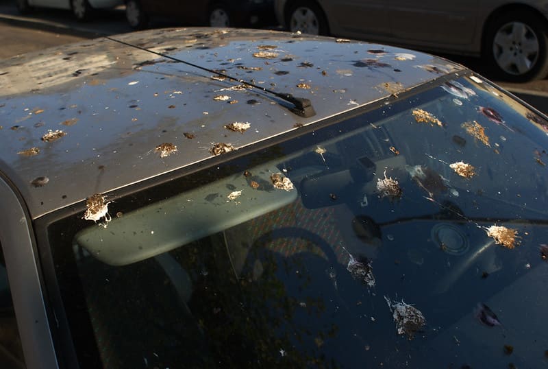 Kena Tai Burung. Cat Mobil Kena Kotoran Burung: Efek Buruk hingga Cara