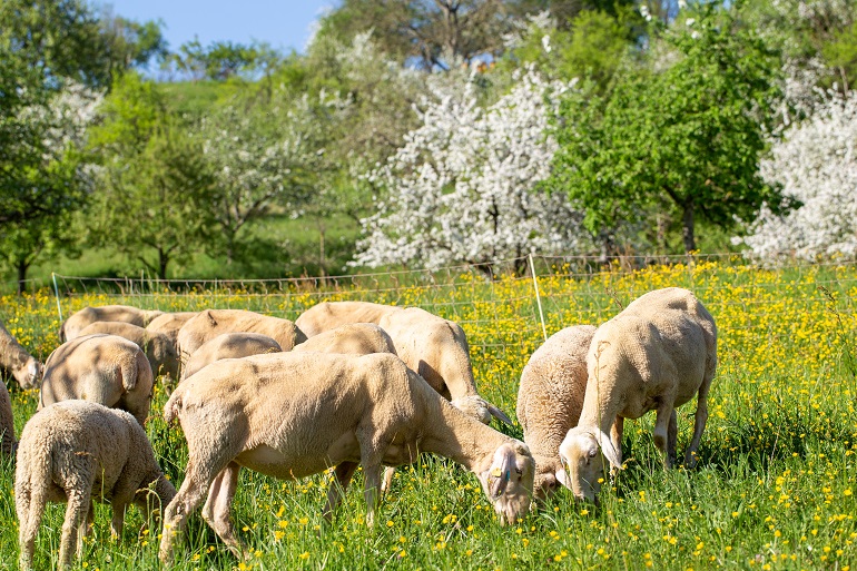 Apa Itu Paddock. Apa itu Penggembalaan (Grazing) Rotasional dan apa itu