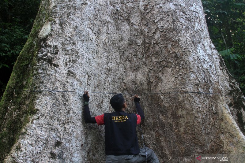 Cara Mengukur Diameter. Cara Mengukur Diameter dan Tinggi Pohon Untuk Inventarisasi